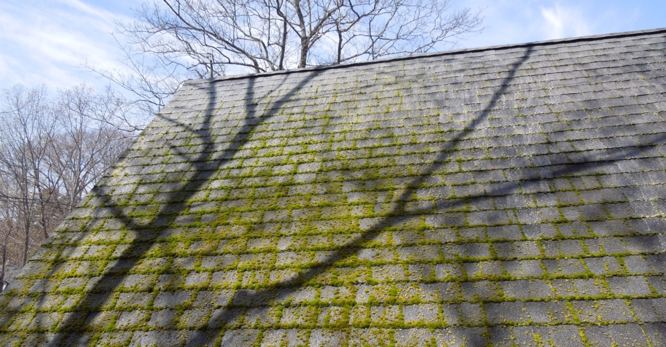 Moss and lichen reduce the longevity of your roof